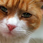 Odd Cat by Berkhamsted Imaging