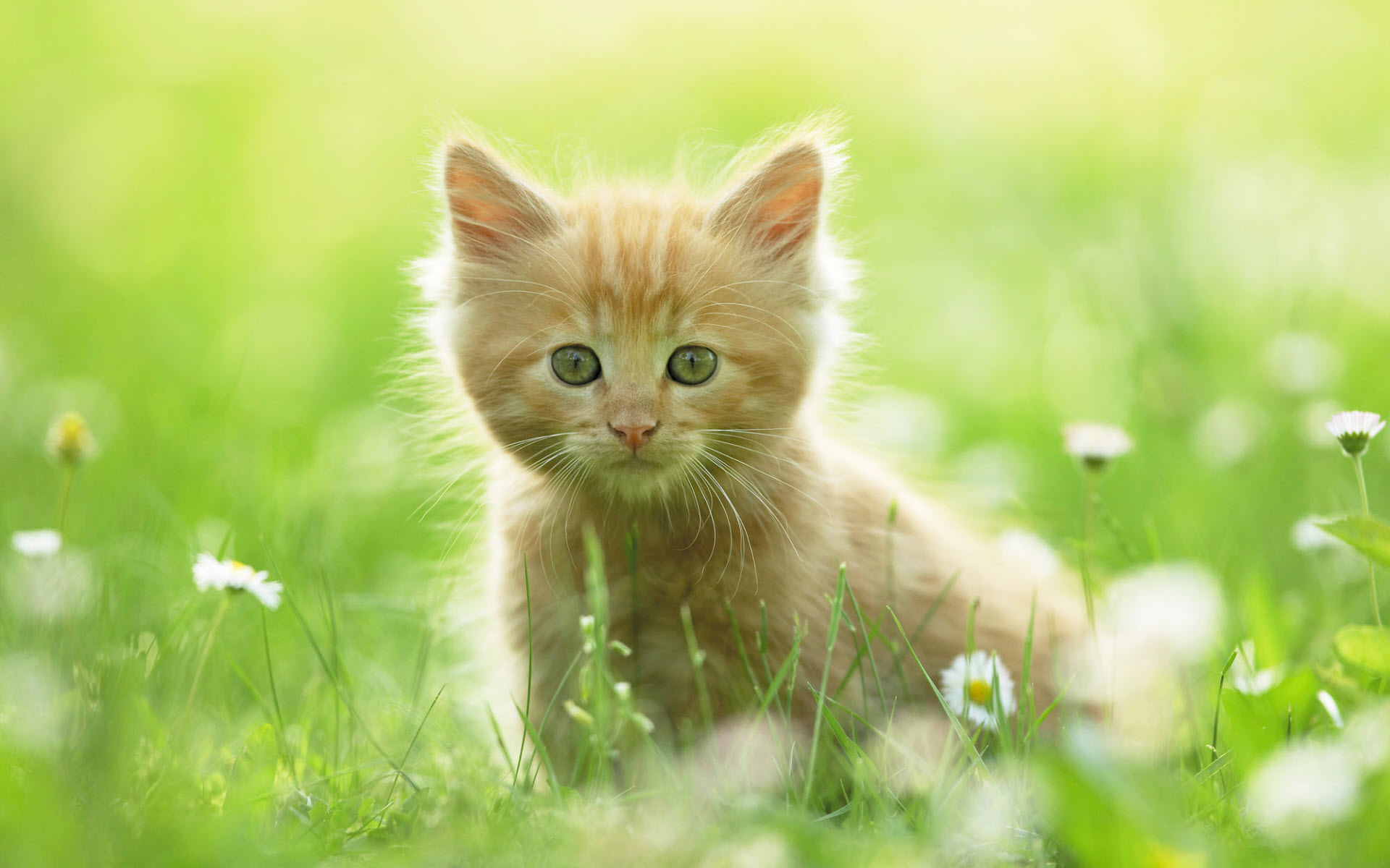 "Cute Kitten" by kitty.green66.
