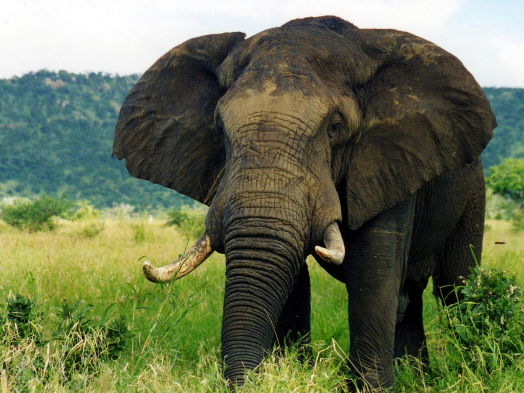 "Big 5 - Elephant" by TheLizardQueen.
