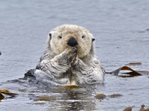 Oh, you mean an actual Sea Otter.