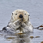Sea Otter by goingslo