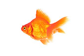 Goldfish by Beiz